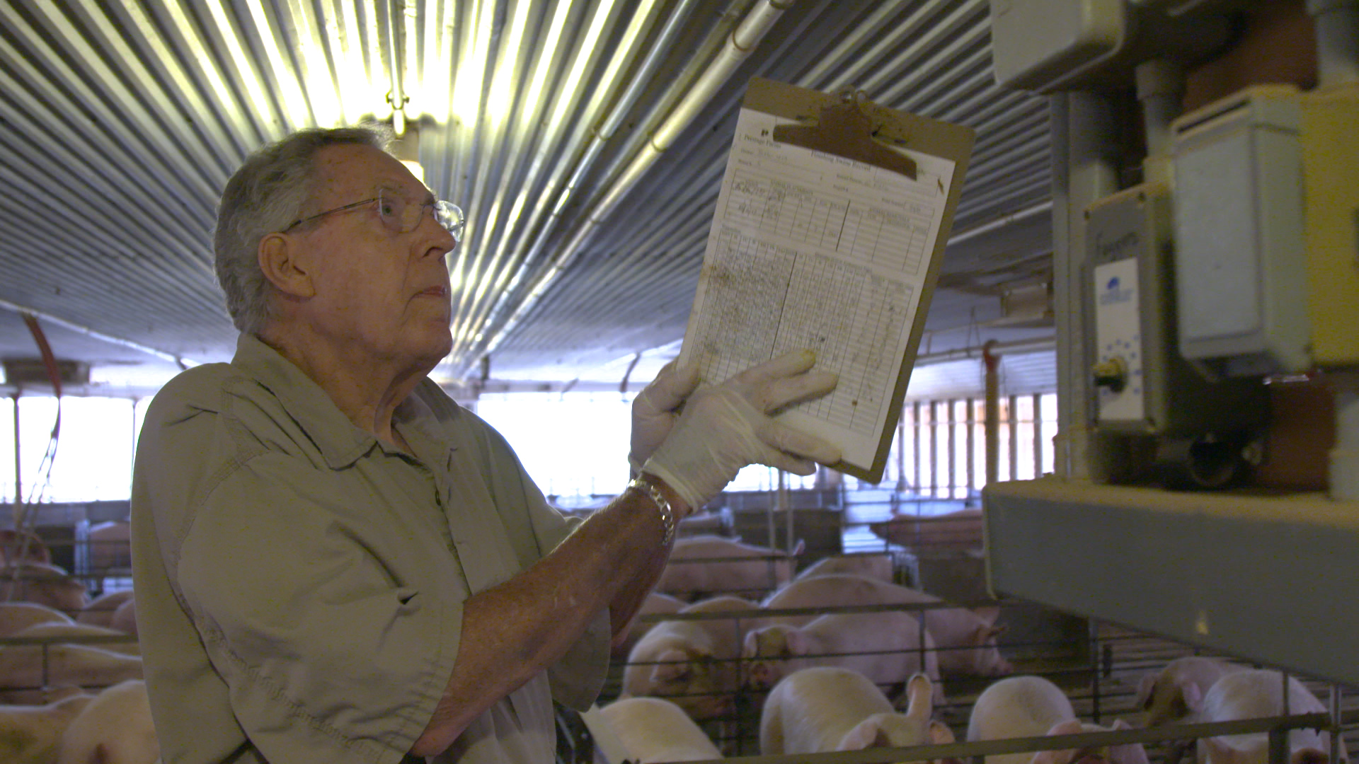 Man at pig farm