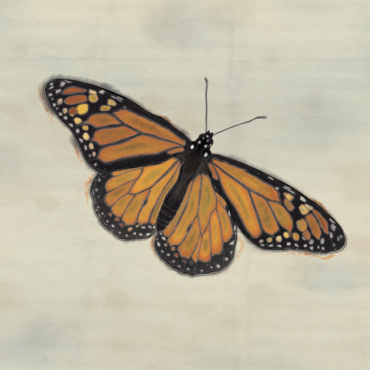 monarch_illustration